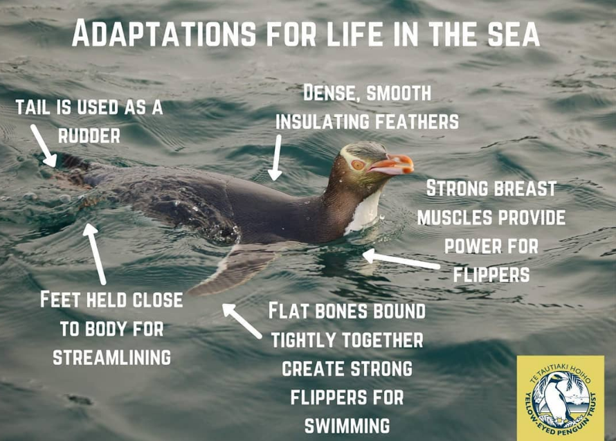 Tropical Penguins: Unique Physical Characteristics and Adaptations