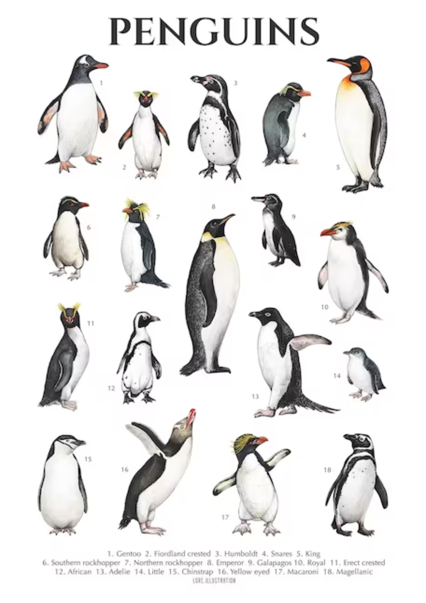 Other penguin species - Yellow-eyed Penguin Trust